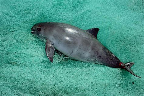 There may be just 19 endangered vaquita porpoises left in the world ...