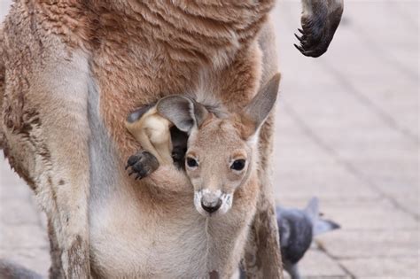 Baby kangaroo in pouch | Wildlife LJF | Pinterest