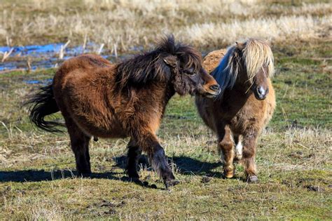 The 5 Smallest Horse Breeds