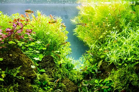 Low Light Aquarium Plants, Cost-Effective and Easy to Maintain