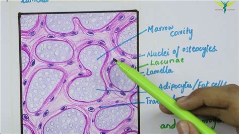 Spongy Bone Cell Labeled Diagram