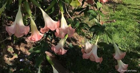 Angel Trumpet Winter Care: How To Overwinter Brugmansia Plants