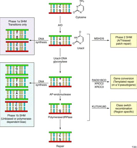 Immunity through DNA deamination: Trends in Biochemical Sciences