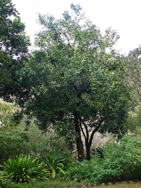 ~BLACK SAPOTE~ Chocolate Pudding Tree RARE FRUIT Diospyros digyna LIVE ...