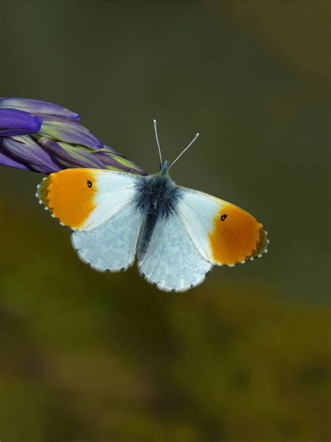 Orange Tip Butterfly by Neil Hulme - South Downs National Park Authority