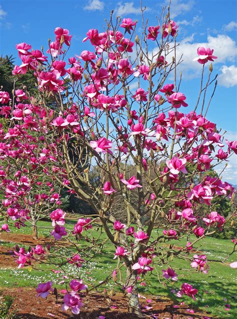 Here’s Why You Should Plant a Magnolia Tree in Your Garden Photos ...