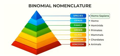 Binomial Nomenclature - Definition, Rules, Classification and Examples