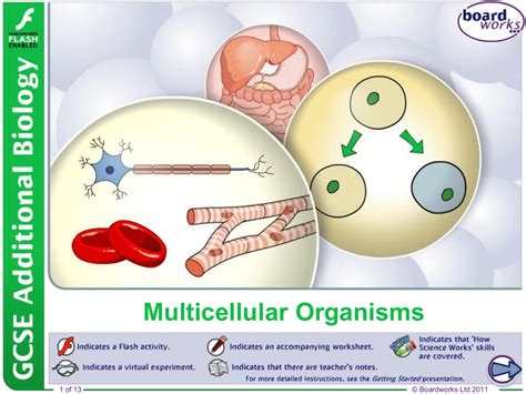 18+ Multicellular Organisms, Konsep Terkini!