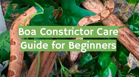 Boa Constrictor Care Guide for Beginners - ReptileProfy