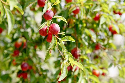 Cherry plum trees: growing Prunus cerasifera - Plantura