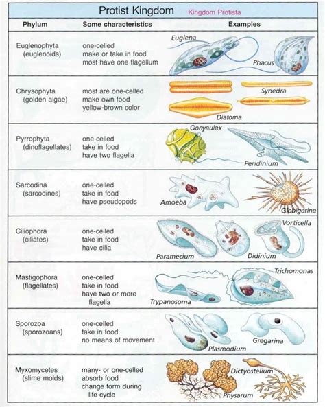 Protista | Teaching biology, Biology classroom, Protists