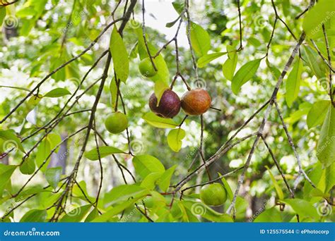 Local Kokum Fruit on a Tree Garcinia Indica, Goa, India. Stock Photo ...