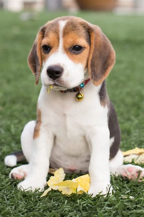 Beagle Puppies (25 Beautiful Beagles) - Talk to Dogs