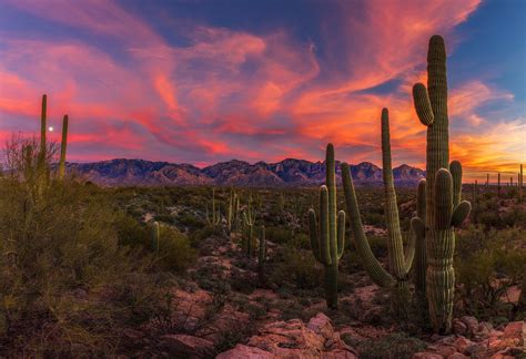 Download Landscape Sunset Arid Cactus Nature Desert HD Wallpaper