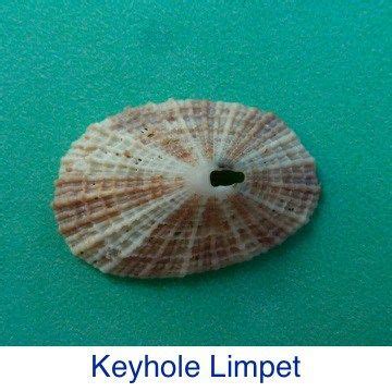 Keyhole Limpet Shell Identification Seashell Art, Seashell Crafts ...