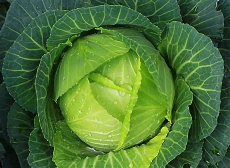 Can Goats Eat Cabbage? Is it Safe and Nutritious? - Farminly