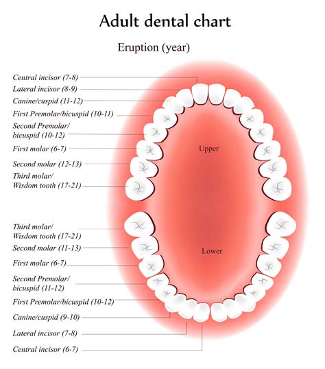 Kid Tooth Tips: Baby vs. Adult Teeth - Carrington.edu