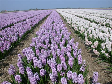 Image*After : photos : nature plants landscape flowerfield flowers ...