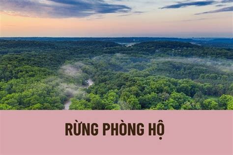 Rừng phòng hộ là gì? Có bao nhiêu loại rừng phòng hộ? Rừng phòng hộ ...