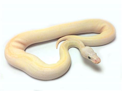 Morph List - World of Ball Pythons