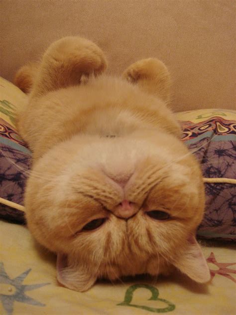 30 Cats Who Have Mastered The Art Of Sleep-Fu | Bored Panda