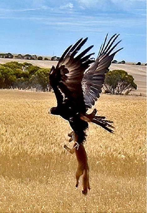 A wedge-tailed eagle flies off with a still living red fox prey ...