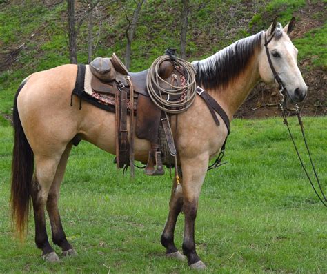 Horses, Buckskin horse, Horse breeds