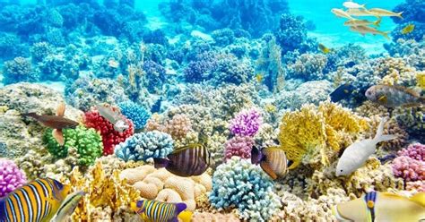 Are corals plants, rocks, or animals? - FlipScience - Top Philippine ...