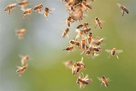 Honeybee swarms generate more electricity per metre than a storm cloud ...