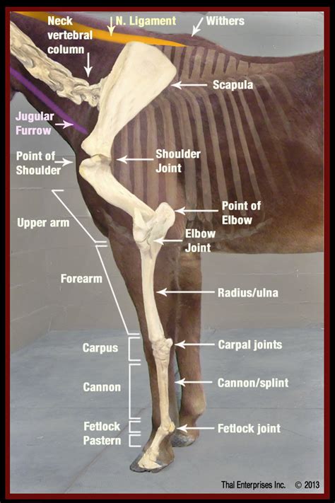 Anatomy Of A Horses Front Leg : Pin On For The Love Of My Horses ...