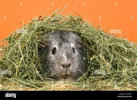 Guinea pig eating hay hi-res stock photography and images - Alamy