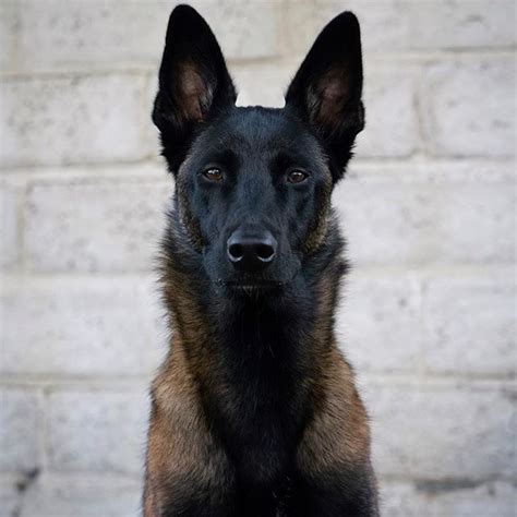 14 Fun And Interesting Facts About Belgian Malinois | PetPress