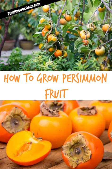 How to Grow Persimmon Fruit - Plant Instructions