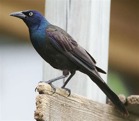 Common Grackle - Quiscalus quiscula | Wildlife Journal Junior