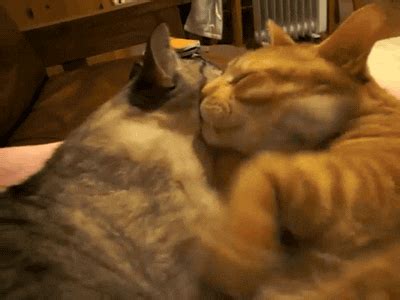 Cat Hug GIF by Cheezburger - Find & Share on GIPHY