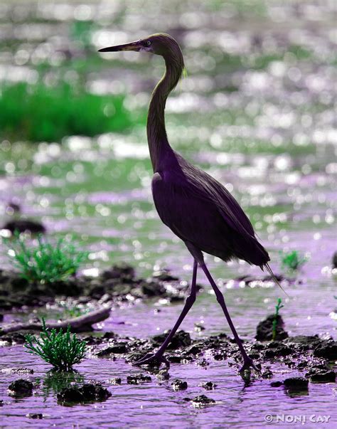 Reddish Egrets | Noni Cay Photography