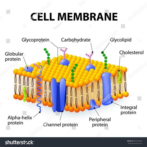 Cell Membrane Images: Browse 16,105 Stock Photos & Vectors Free ...