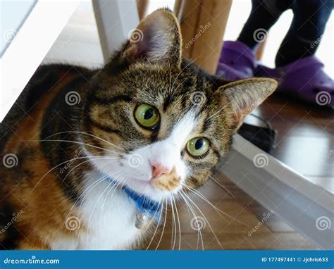 A Cat Looking with Full Attention and Playing, a Cute Cat Under a Table ...