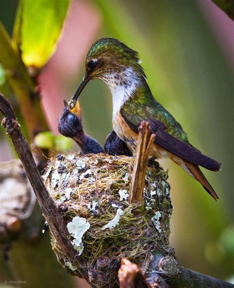 Feather Tailed Stories: Hummingbird Babies