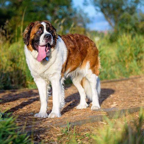 Saint Bernard Dog Breed Information & Characteristics | Daily Paws