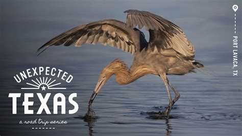 Port Lavaca is a hidden gem for wildlife on the Texas coast - Lonely Planet