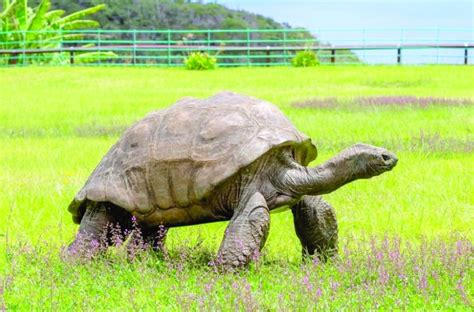 Shell-ebrity: world's oldest tortoise turns 190 - Oman Observer