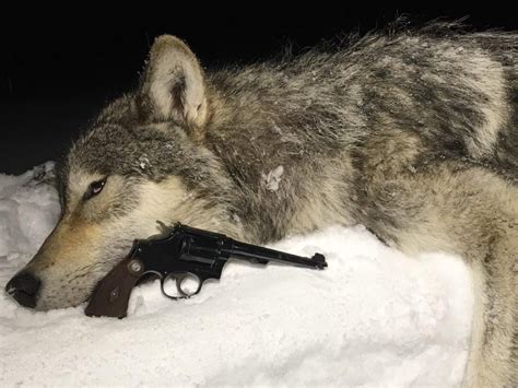 Montana’s Wolf Population Still Strong – Report Shows - Montana Hunting ...