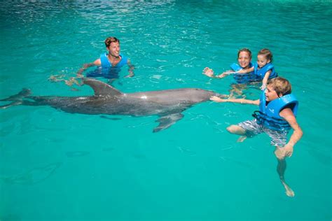 Swim with dolphins Premium - Interactive Aquarium Cancun | GetYourGuide