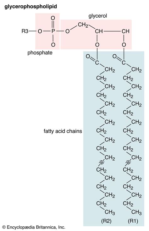 Lipid - Structure, Function, Types | Britannica