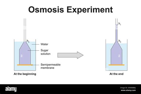 Osmosis experiment, illustration Stock Photo - Alamy