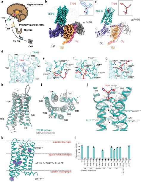 Researchers reveal activation mechanism of thyrotropin-releasing ...