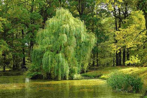 Willow Tree Symbolism and Meaning: The Ultimate Guide - SimplyBeyondHerbs