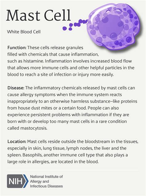 Mast Cell | Mast cell function, relationship to disease, and… | Flickr