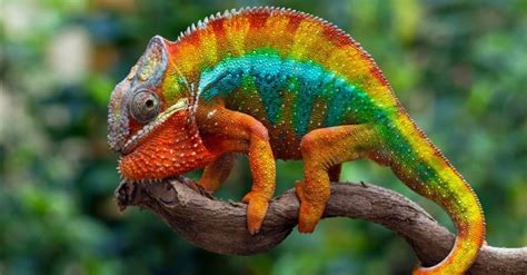 10 Mind-Blowing Chameleon Facts! - IMP WORLD